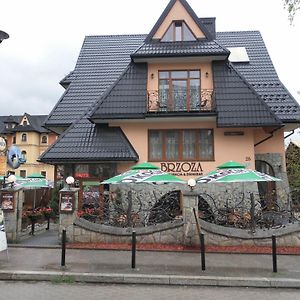 Brzoza W Centrum Zakopanego